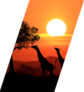 Design sem nome (8) (1)